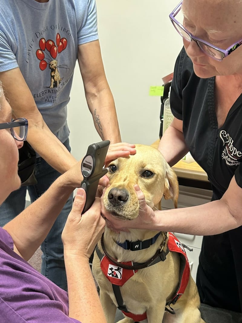 Dr. Adkins performs and ocular exam on a service dog.