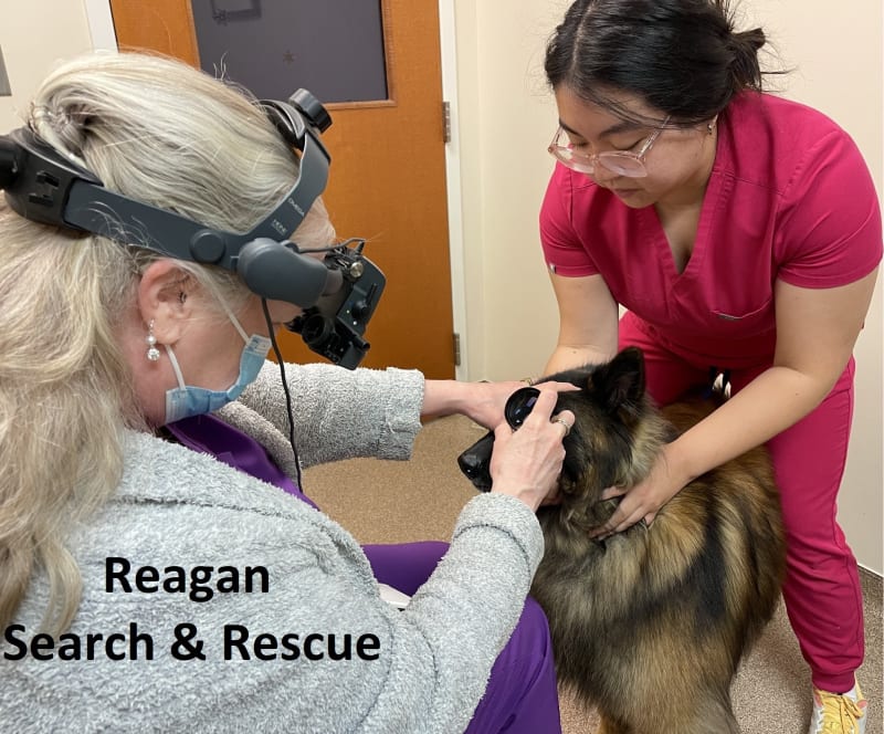 Reagan the dog gets an ocular exam from a veterinary opthamologist.