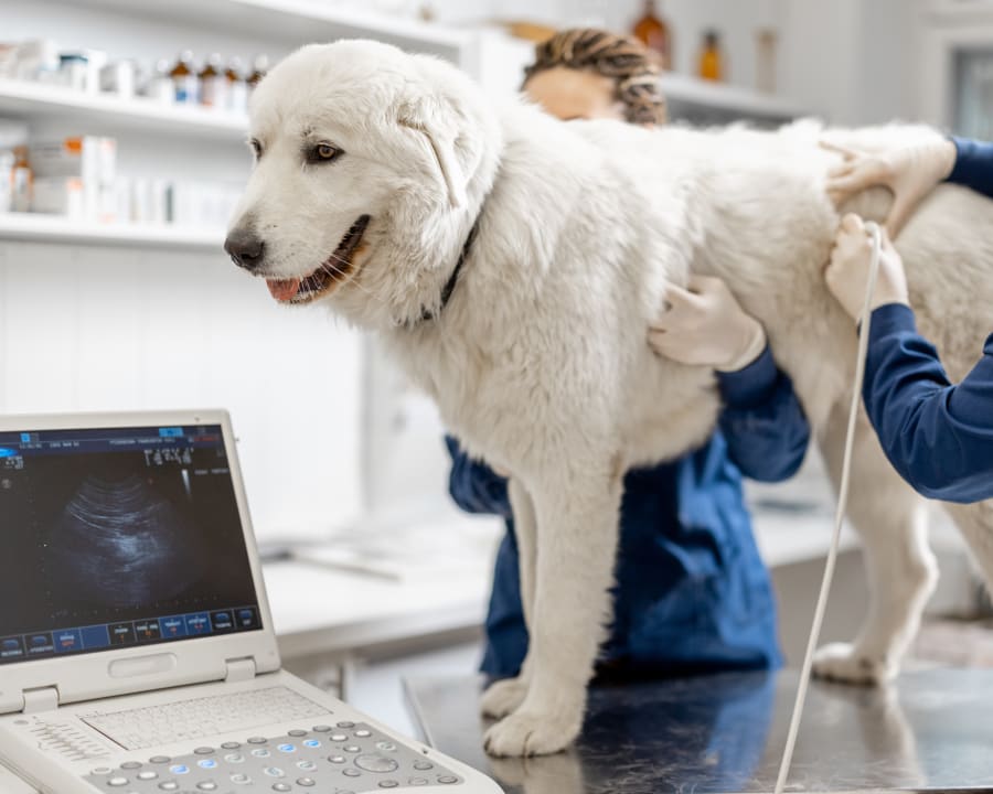 MiVU Outpatient Ultrasound Services in Vienna